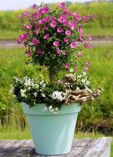 44 Best Shrubs for Containers | Best Container Gardening Plants | Container plants, Garden ...