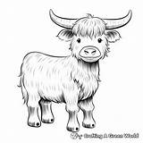 Highland Cow Coloring Pages  Free & Printable sketch template