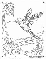100  Hummingbird coloring pages Free PDF To Print Woo Coloring sketch template