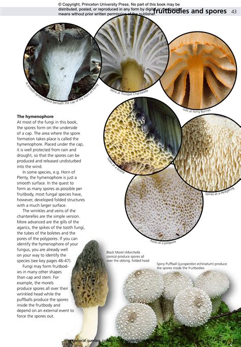 Edible Fungi of Britain and Northern Europe | Princeton University Press