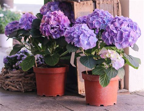 Dwarf Hydrangea Varieties: Popular Types Of Dwarf Hydrangea Bushes | Gardening Know How