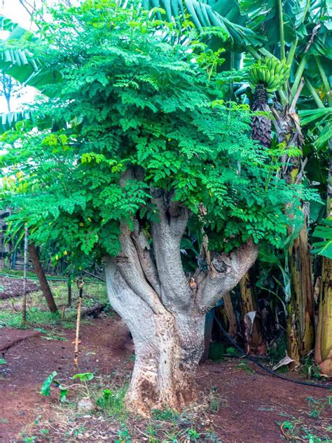 This Indian tree is a disease fighting superhero. Unbelievable benefits ...