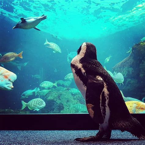 Two Oceans Aquarium opens its Doors to the Public - Secret Cape Town