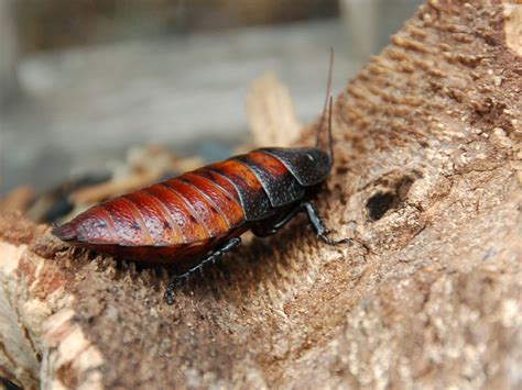 File:Female Madagascar hissing cockroach.JPG - Wikipedia