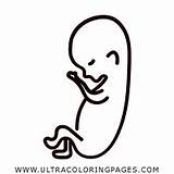 Fetus Coloring Page  Ultra Pages sketch template