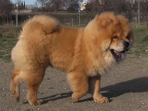 Chow Chow Dog Breed » Information, Pictures, & More