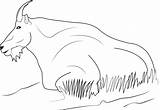 Mountain Goat Relaxing Coloring Page  Free Printable Pages sketch template