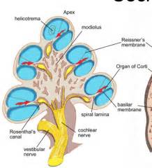 Neuro: 2.07 - Auditory System 1 - Structure & Function Flashcards - Cram.com