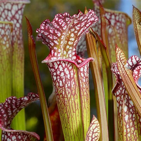 American Pitcher Plant | San Diego Zoo Animals & Plants