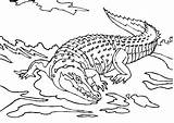 Free Printable Crocodile Coloring Pages For Kids sketch template