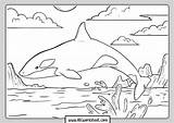 Killer Whale Coloring Page sketch template