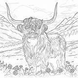 Highland Cow Coloring Pages For Adults  Mimi Panda sketch template
