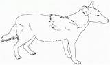 Free Printable Coyote Coloring Pages For Kids sketch template