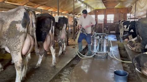 Hay for cows on the farm | Feeding cows | Modern technology - YouTube