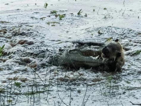 Juvenile mugger crocodile attacks langur monkey : r/natureismetal