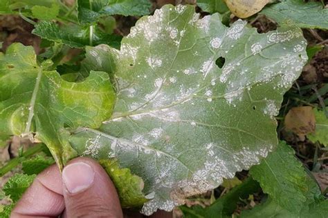 How to Identify and Treat Common Cauliflower Diseases | Gardener’s Path