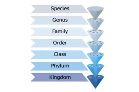 Classifying marine organisms — Science Learning Hub