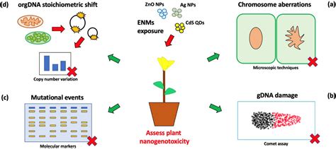 Nanomaterials | Free Full-Text | Nanomaterials Induced Genotoxicity in Plant: Methods and Strategies