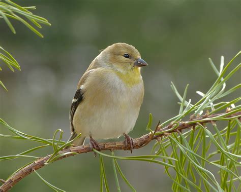 American Goldfinch female - FeederWatch