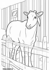Boer Goat Cute coloring Page sketch template