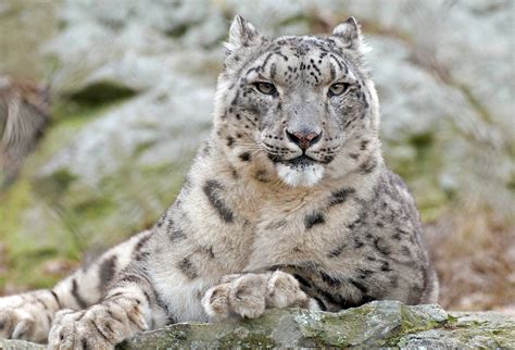 Himachal's Snow Leopard Population Rises From 67 To 100