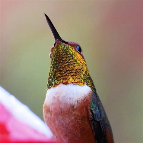 The colors of this hummingbird’s feathers that lives in my yard ...