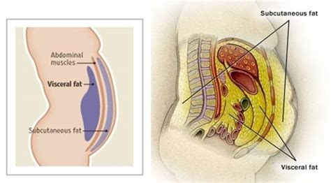 The 5 Key Steps to Eliminating Visceral Body Fat - He and She Fitness