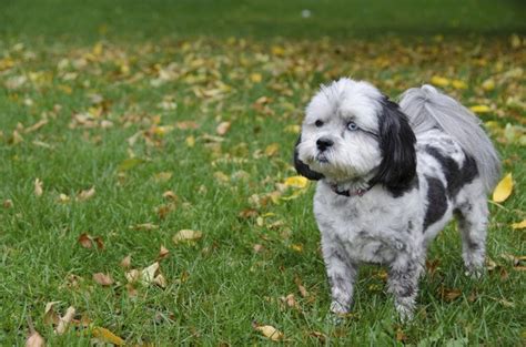 Shih Poo Haircuts: Grooming Ideas for a Shih-Poo | Cuteness