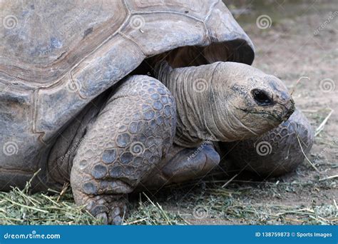 Aldabra giant tortoise editorial stock photo. Image of conservation ...