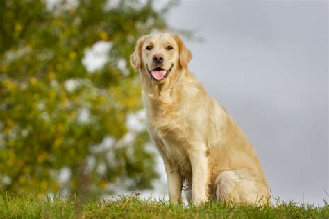 Top 7 Best Field Golden Retriever Breeders In The U.S.