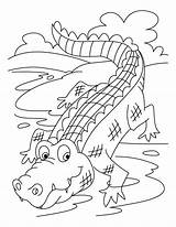 Free Printable Crocodile Coloring Pages For Kids sketch template