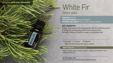 White Fir Oil | dōTERRA Essential Oils