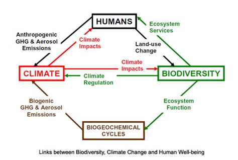 Biodiversity and Human Wellbeing - Global Greenhouse Warming