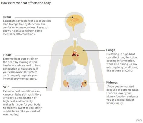 How extreme heat affects the human body — and can eventually kill you ...