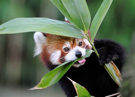 Red Panda Eating Gif