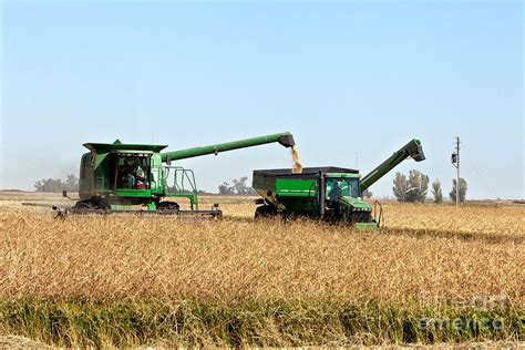 Harvesting Rice Photograph by Inga Spence - Fine Art America