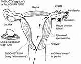 Reproductive System Female Coloring Sheets Anatomy Adult Colouring  sketch template