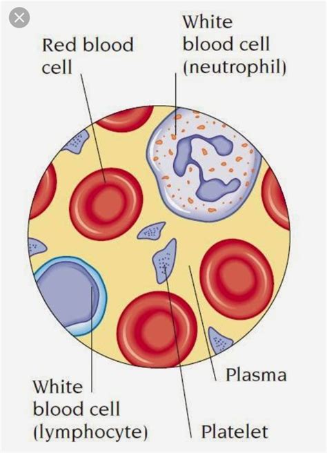 Red Blood Cell Structure