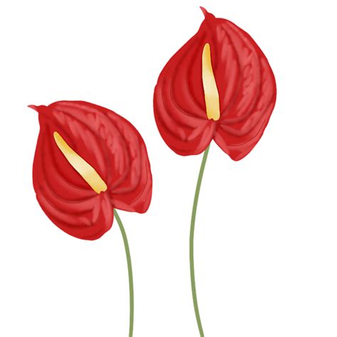 red anthurium flower 23451047 PNG