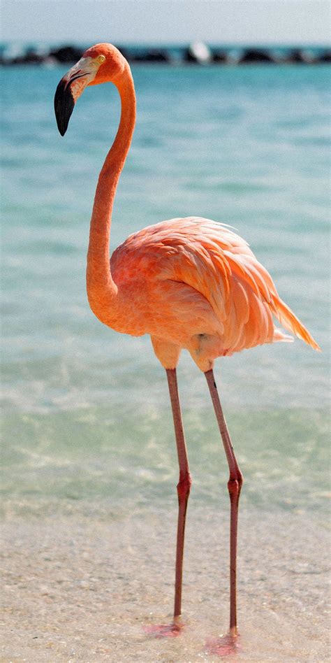 Cruises to Oranjestad, Aruba | Royal Caribbean Cruises | Flamingo pictures, Flamingo, Wild ...