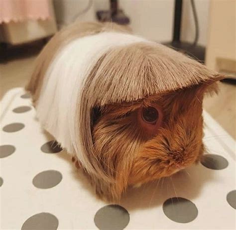 Bangs: The Latest Guinea Pig Haircut Trend