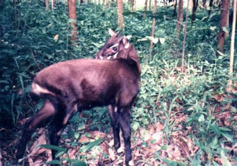 Saola l Rare and Remarkable Mammal - Our Breathing Planet