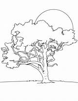 Free Printable Tree Coloring Pages For Kids sketch template