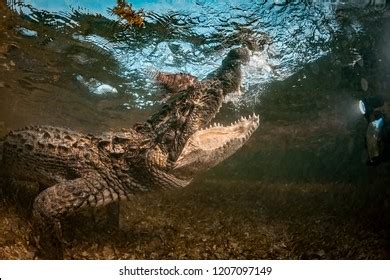 Nile Crocodile Underwater