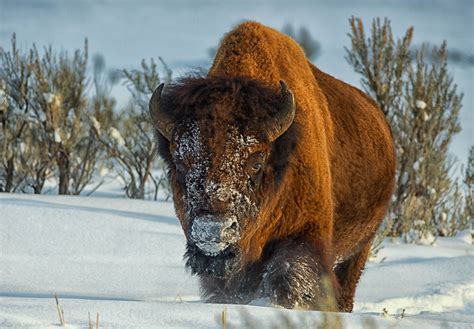 Bison in Snow | Animals, Critter, Vagabond