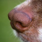 Why Do Dogs Have a Wet Nose? Unraveling the Mysteries