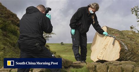 Second man arrested over felling UK’s beloved ‘Robin Hood Tree’ | South ...