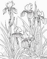 Iris Printable Coloring Pages  Free sketch template