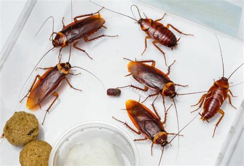 18 Most Common House Bugs In America