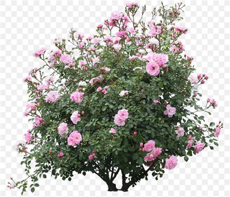 Shrub Tree, PNG, 800x703px, Shrub, Annual Plant, Box, Branch, Camellia Sasanqua Download Free